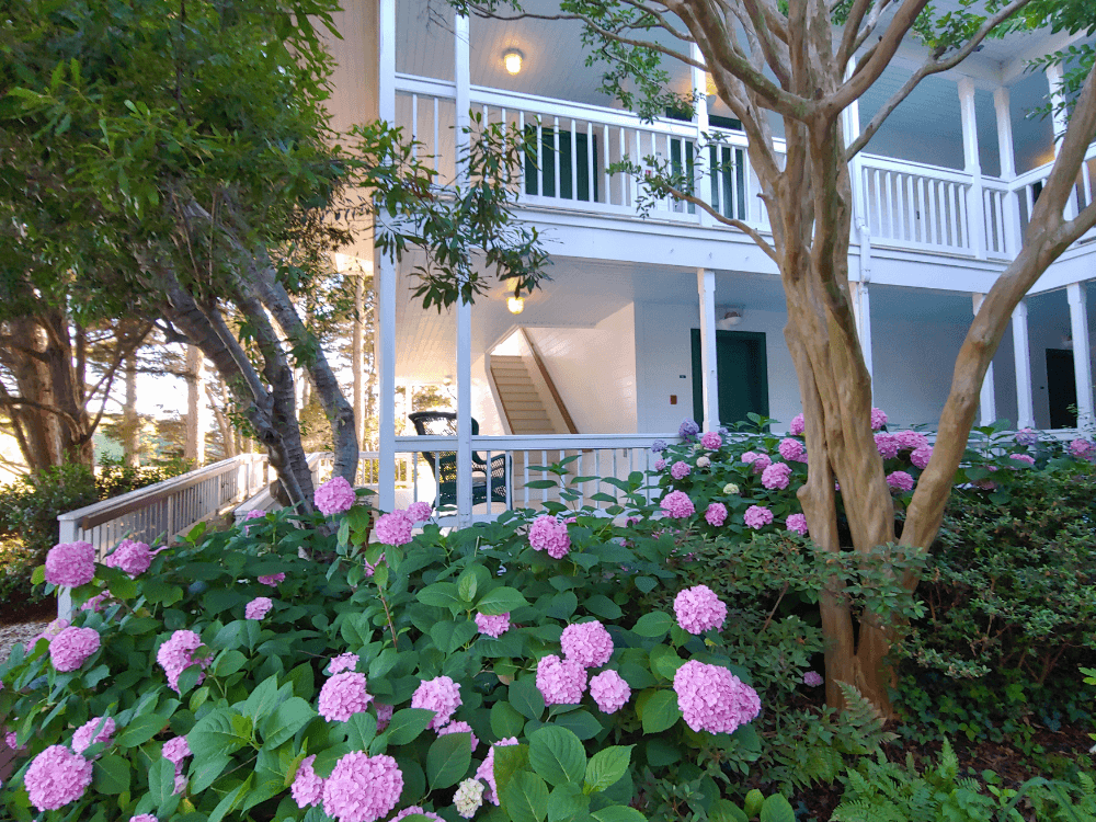 A serene garden with blooming pink hydrangeas surrounds a light-colored building with visible stairs and outdoor seating.